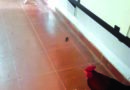 ಕೋಳಿ ಅಂಕ: 5 ಮಂದಿ ಸೆರೆ; 4 ಕೋಳಿ, ಹಣ ವಶ