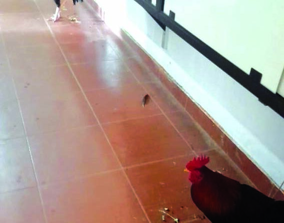 ಕೋಳಿ ಅಂಕ: 5 ಮಂದಿ ಸೆರೆ; 4 ಕೋಳಿ, ಹಣ ವಶ